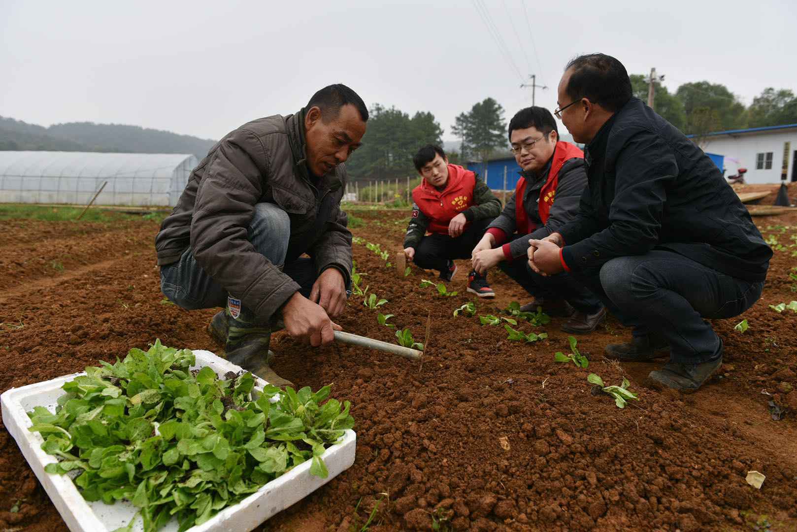 “待业”高校生：把“课堂”开田间 把“技术”送农家门