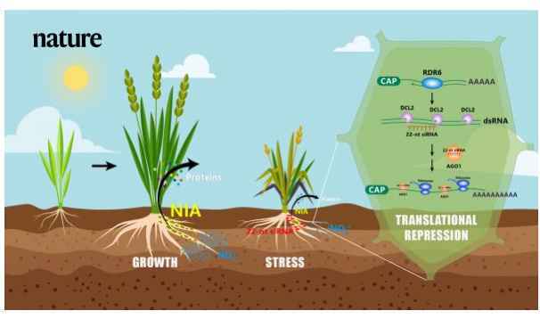 南科大郭红卫团队在Nature发布植物小RNA领域突破性研究成果