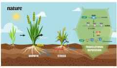 南科大郭红卫团队在Nature发布植物小RNA领域突破性研究成果