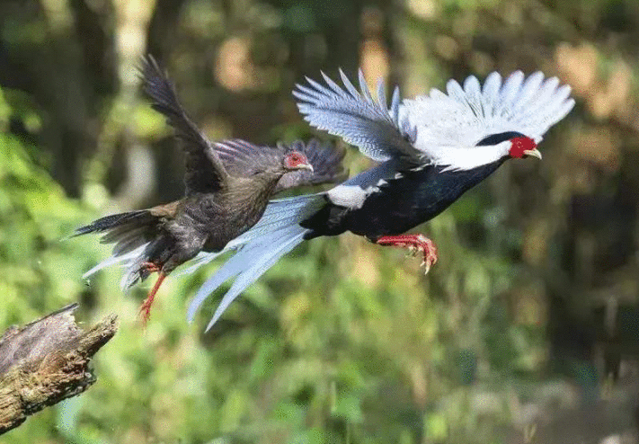 天津多部门联合作战严厉打击涉野生动物违法行为