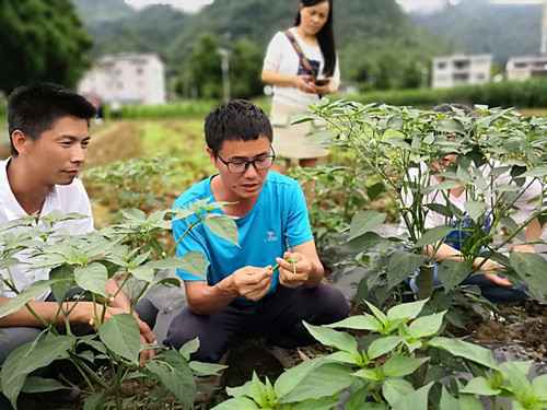 给朝天椒加点“科技味”，他助老乡变现“贵州名片”