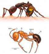 红火蚁位列最危险入侵物种 已传播至国内10多个省份