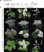 分子育种新突破！小葫芦基因研究找到了“金钥匙”