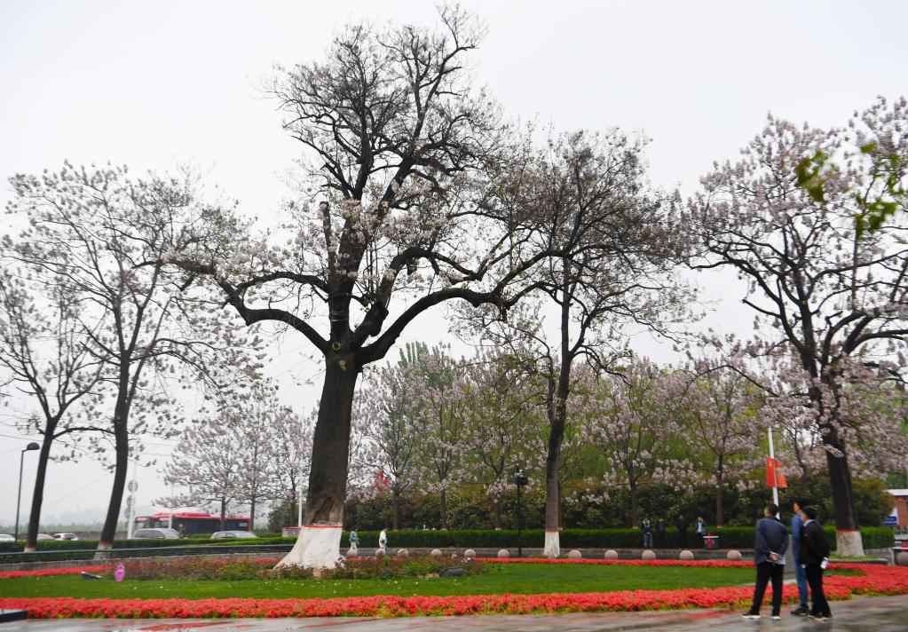 焦桐常青，精神永存——习近平总书记到过的红色圣地之河南篇