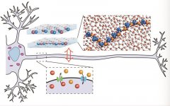  与人脑一样节能，人造离子神经元能用于未来电子记忆