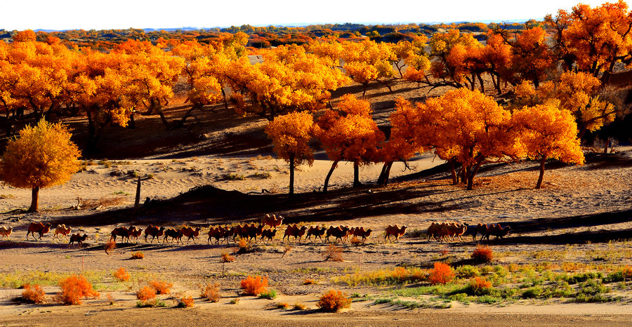 内蒙古自治区文化和旅游厅向国内外游客推出36条非遗特色旅游线路